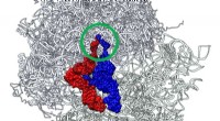 Protein Synthesis: A Detailed Look at the Translation Process