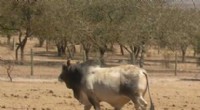 Genetic Discovery Offers Hope for Controlling East Coast Fever in African Cattle