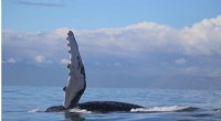 Humpback Whale Communication: New Sounds Reveal Migration Secrets