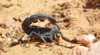 Smaller Scorpions Pack a Potent Punch: Venom Strength vs. Size