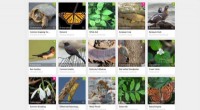 Western University Biodiversity Project: Citizen Science Initiative