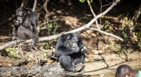Liberia Chimpanzees Find Sanctuary After Lab Research