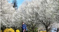 Callery Pear Invasion: Understanding the Invasive Threat