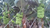 Combating Fusarium Wilt: Natural Defenses for Banana Crop Protection