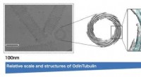 OdinTubulin: A Key Protein Bridging Eukaryotes and Prokaryotes Discovered
