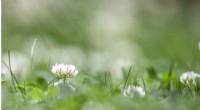 Urbanization Drives Evolution in White Clover: A Global Study