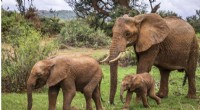 New Mothers & Elephant Herds: No Downtime for Survival