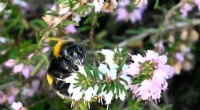 Climate Change Impacts: Small Bees Thrive While Bumblebees Decline - Research