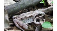 Wood Frog Chorus Research: How Song Influences Mating Success