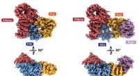 Cilia Assembly: Structural Insights into the Human CPLANE Complex