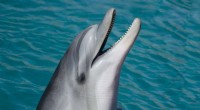 Gulf of Mexico Dolphins Face Extinction Risk: New Study