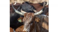 Challenges in African Rangeland Management: A New Research Perspective