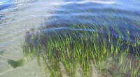 Eelgrass Beds: Key to Fish Stock Resilience - UiA Study