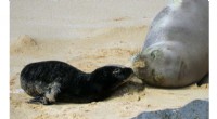Rare Hawaiian Monk Seal Pup Emerges - A Protected Species Moment