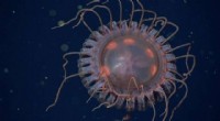 New Deep-Sea Crown Jelly Species Discovered in Monterey Bay