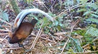 Lyrebird Song Composition: New Research Reveals Complex Vocal Skills