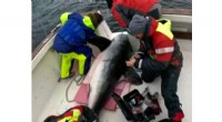 Record-Breaking Porbeagle Shark Tagged Off Donegal Coast