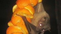 Egyptian Fruit Bats Use Echolocation in Daylight – New Research