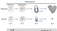 ZBTB38 Gene Deletion and Early Embryonic Death: A Study on Epigenetic Impact