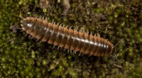New Millipede Species Named After Taylor Swift