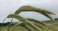 Winter Rye Varieties: Choosing the Right Crop for Your Climate