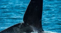 North Atlantic Right Whales Spotted in Cape Cod: A Rare Sighting