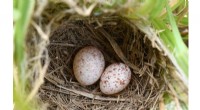 Cuckoo Finch Egg Mimicry: Is the Evolutionary Scam Ending?