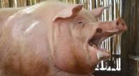 Decoding Pig Emotions: Researchers Translate Oinks & Grunts for Animal Welfare