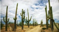 Climate Change Threatens Cactus Survival: Species at Risk Rising