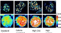 High-Resolution Imaging Reveals Fat Storage Dynamics in Fruit Flies