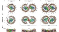 Cryo-EM Reveals Structures of Key Proteins in Microbial Photosynthesis