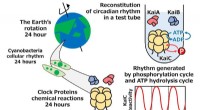 Understanding the Biological Clock: Circadian Rhythms Explained