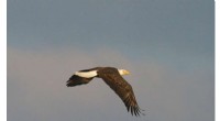 Avian Flu Confirmed in Georgia Bald Eagles: First Instance in State