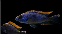 Beyond Sex: How Dual Sex Chromosomes Shape Evolution in Cichlids