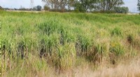 Miscanthus: A Climate Solution for the Midwest? | University of Maryland
