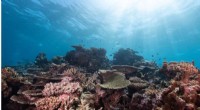 Protecting Coral Reefs: Urgent Recommendations for a Sustainable Future