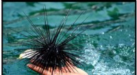 Caribbean Sea Urchin Die-Off: Scientists Investigate Coral Reef Threat