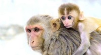 How Social Connections Shape Brain Development in Rhesus Macaques