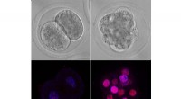 DNA Damage Response Crucial for Mammalian Embryonic Development