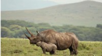 Black Rhino Extinction Risk Soars with Loss of Key Females