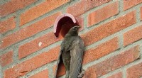 Common Swift Energy Conservation: Daily Torpor During Breeding Season