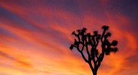 California Joshua Tree: No Threat Designation Recommended; Implications for Development