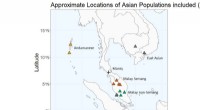 Genetic Diversity of the Maniq Hunter-Gatherers in Southern Thailand