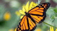 Monarch Butterfly Parasitism on the Rise: A Threat to Iconic Species