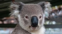 Innovative Model Offers Cost-Effective Solution for Koala Conservation