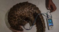Pangolin Rescue & Rehabilitation: A South African Success Story