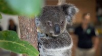 Saving Endangered Koalas: Innovative Sperm Cryopreservation for Assisted Reproduction