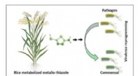 Novel Pesticide Discovered to Combat Rice Pathogens