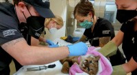 Oakland Zoo Rescues and Rehabilitates Emaciated Mountain Lion Cub Named Rose