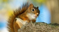 Squirrel Rattle Calls: Understanding Their Communication & Behavior